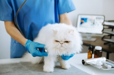 Vestibular Disease in Cats