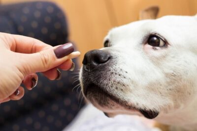 5 Beneficial Liver Supplements for Dogs