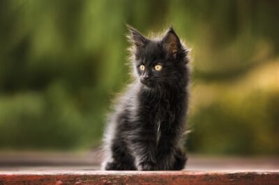 Fever Coat in Cats: Vets Explain This Strange Phenomenon