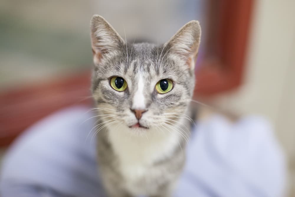 shelter cat staring at camera