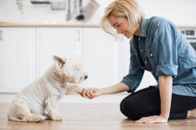Guide to Life with a Deaf Dog: Tips & Advice