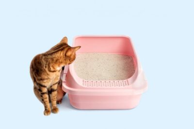 My Cat Can’t Pee: 7 Causes and Treatments