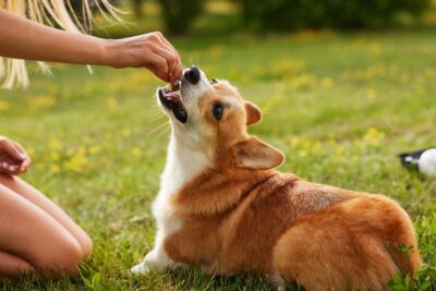 Is Simparica Trio Safe for Dogs?