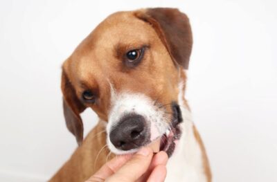 Is Heartgard Safe for Dogs?