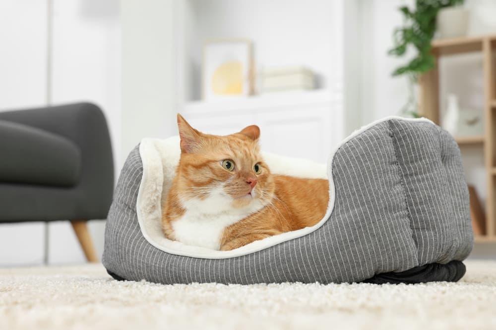 Indoor cat resting in cat bed