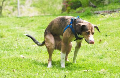 Dog Pooping Blood: Causes and What to Do