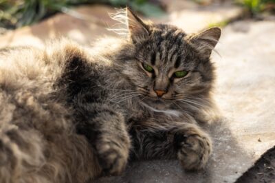 GI Lymphoma in Cats: Signs, Causes, Treatment Options