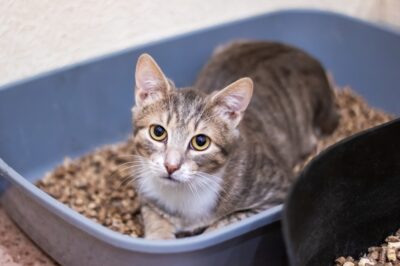 Ultimate Guide to Cat Poop