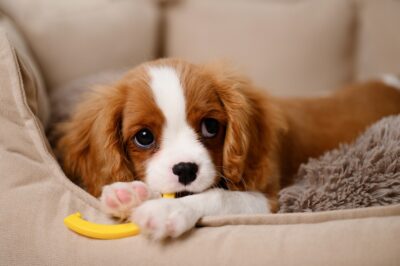 How Much Does a Puppy Cost in the First Year?