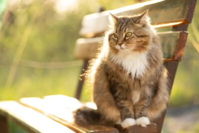 Best Heartworm Prevention for Cats: 5 Vet-Approved Picks Best Heartworm Prevention for Cats: 5 Vet-Approved Picks