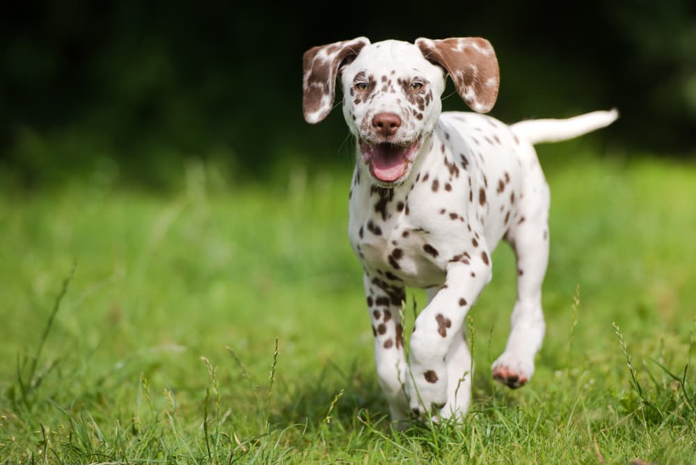 Coccidia in Dogs