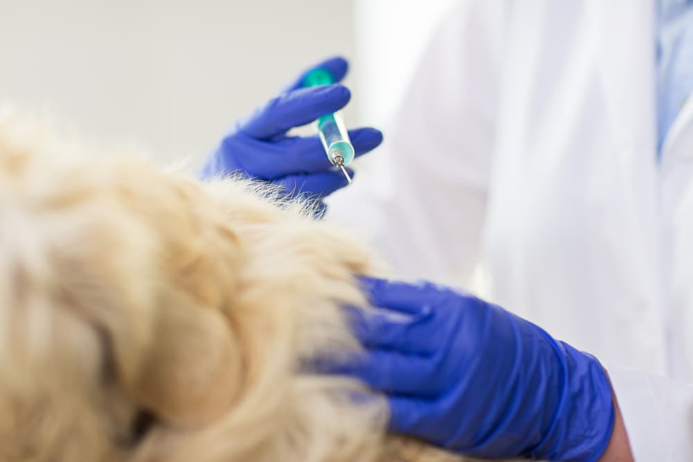 Veterinarian vaccinating dog