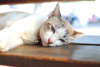 Coccidia in Cats
