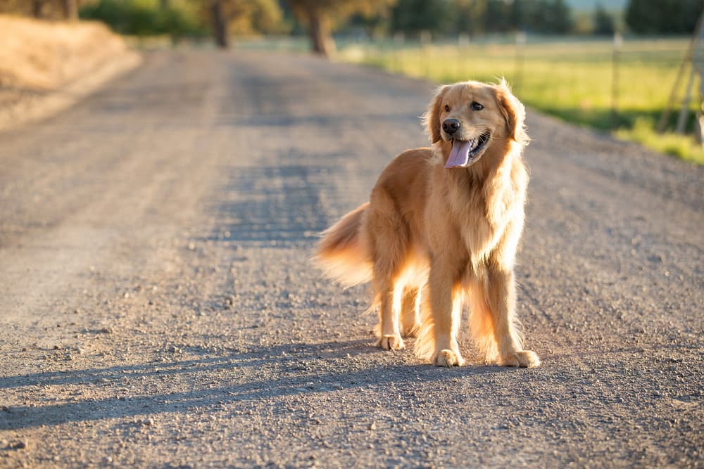 Dog on a farm