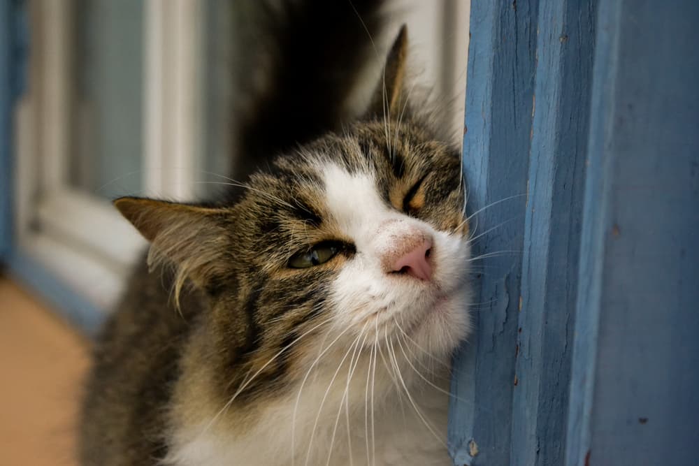 Why Do Cats Rub Their Face on Things? Why Do Cats Rub Their Face on Things?