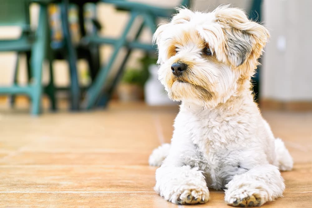 Brain Tumors in Dogs Brain Tumors in Dogs