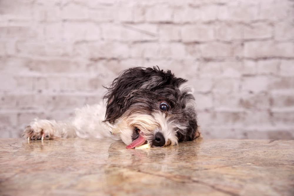 9 Toxins That Cause Seizures in Dogs 9 Toxins That Cause Seizures in Dogs