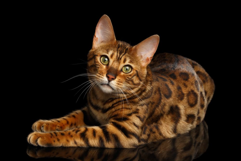 Bengal