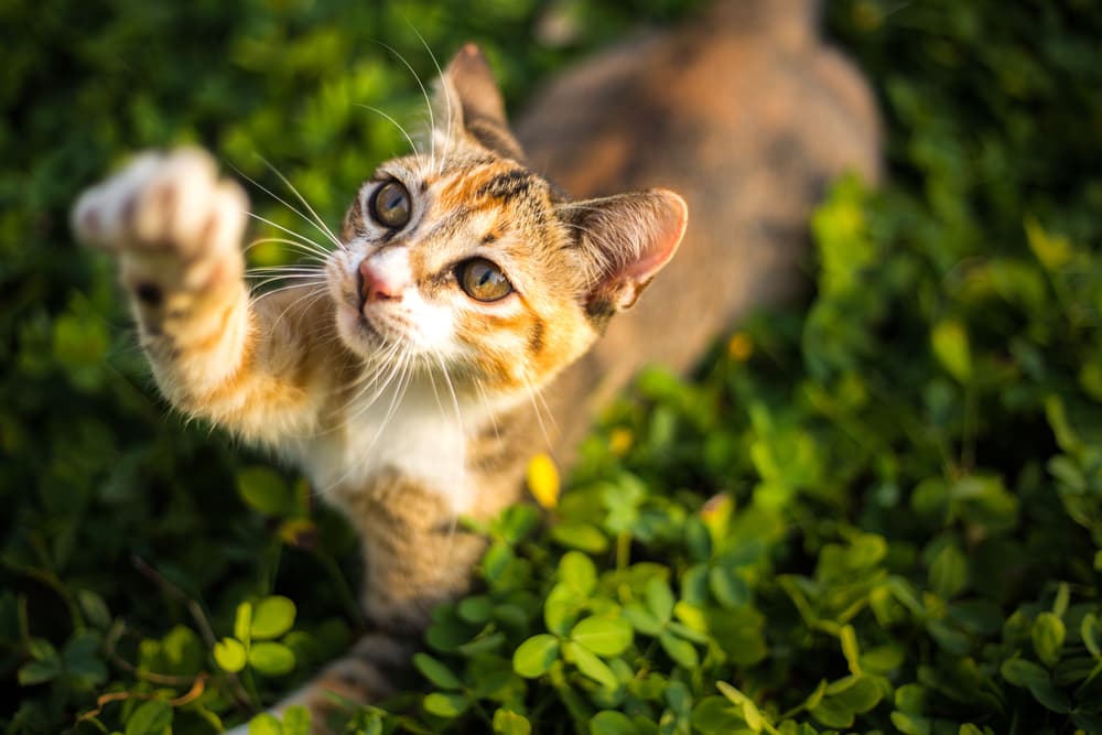 Cat in the grass batting at the air