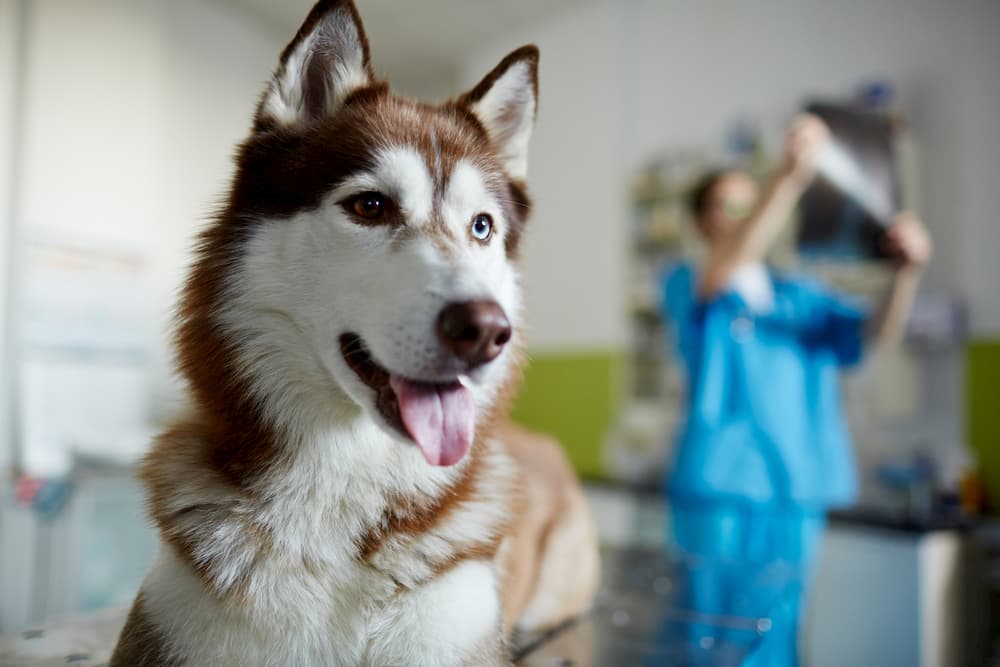 Benazepril for Dogs