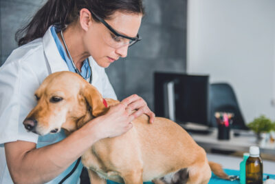 Flea Dirt: How to Identify and Get Rid of It