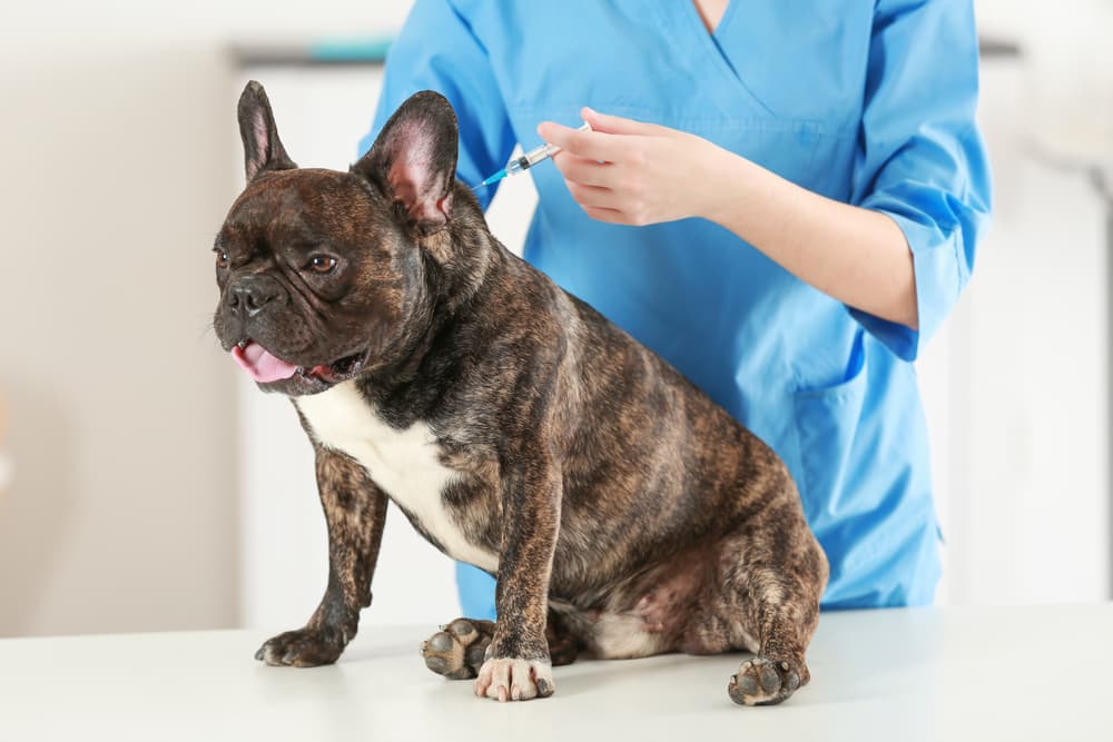 Pug getting shot at vet