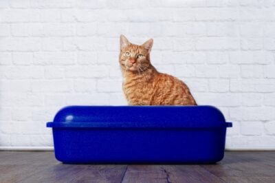 Mucus in Cat Poop: What It Means