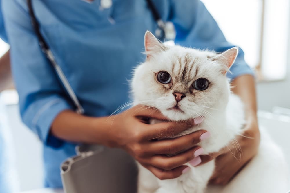 How Often Do You Take a Cat to the Vet? How Often Do You Take a Cat to the Vet?