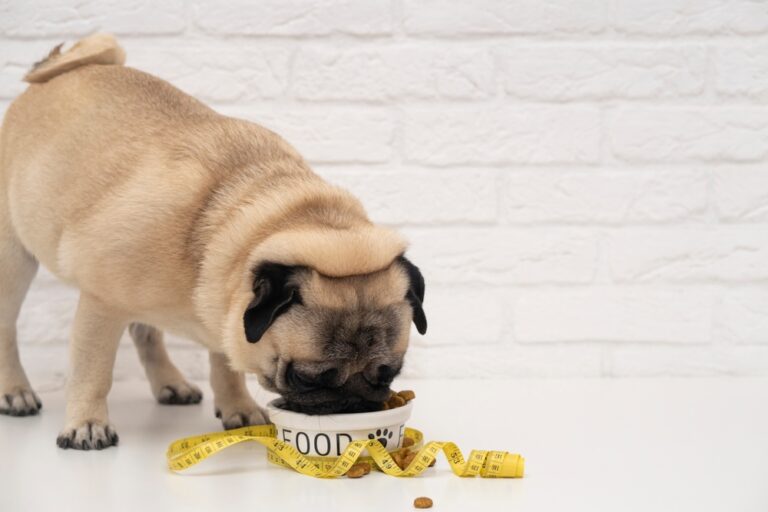 Overweight dog eating bowl of dog food