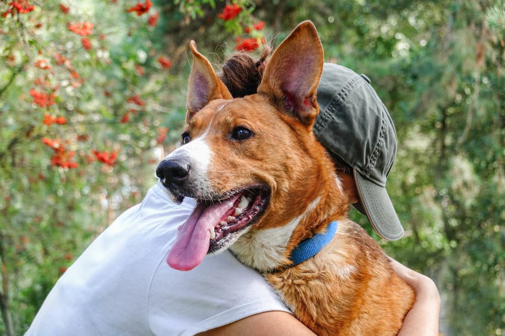 Lyme Vaccine for Dogs