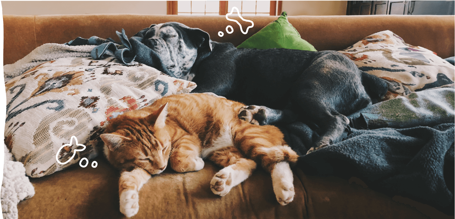 Pet Obesity & Weight. Management Guide