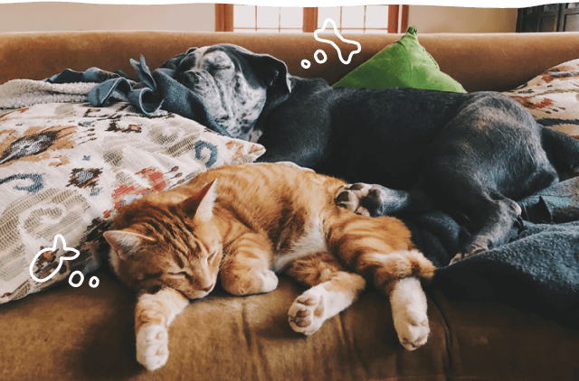 Pet Obesity & Weight. Management Guide