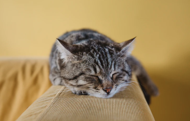 A brown cat sleeping on ledge of a tan couch with a yellow wall in the backdrop.