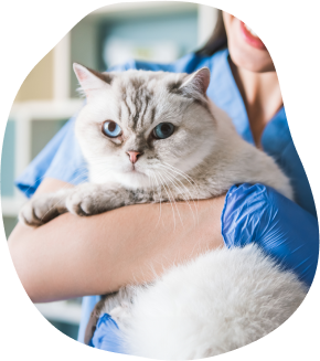 Weighing Your Pet Cat Desktop Image