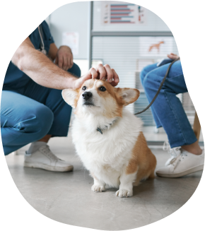 Weighing Your Pet Dog Desktop Image